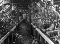 86363 Interieur van een kas in de Hortus Botanicus (Lange Nieuwstraat) te Utrecht.