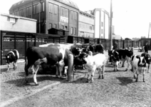 163416 Afbeelding van het vervoer van vee (koeien) op de veelading van het N.S.-station Leeuwarden te Leeuwarden.
