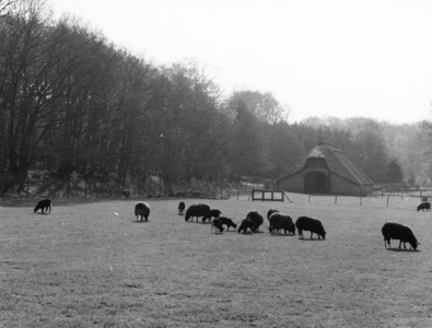 92733 Gezicht op een weiland met een aantal schapen en op de achtergrond de kopgevel van de schaapskooi Rijksstraatweg ...