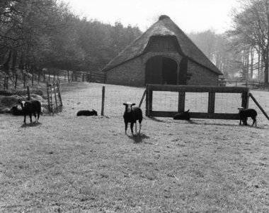 92734 Gezicht op een weiland met enkele schapen en op de achtergrond de kopgevel van de schaapskooi Rijksstraatweg bij ...