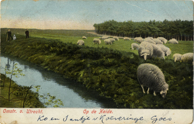 129337 Gezicht op een kudde schapen bij een sloot op de heide in de provincie Utrecht.