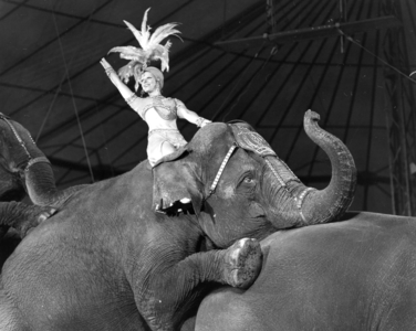 102819 Afbeelding van een nummer met gedresseerde olifanten van Circus Krone in de circustent langs de Weg der ...