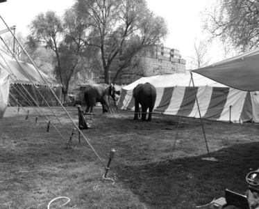 103610 Afbeelding van de olifanten van het circus op het Smakkelaarsveld te Utrecht.
