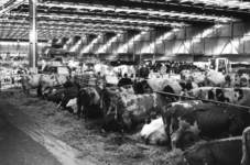 103619 Gezicht in de veemarkthallen (Sartreweg 1) te Utrecht, met rundvee dat uit de Tieler- en Bommelerwaard ...