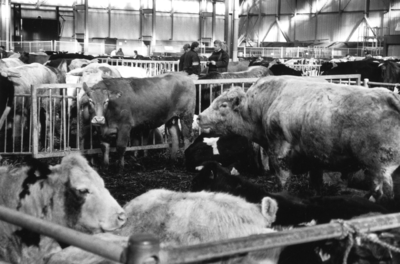 103620 Afbeelding van rundvee in de veemarkthallen (Sartreweg 1) te Utrecht dat uit de Tieler- en Bommelerwaard ...