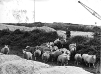 400370 Afbeelding van een boer met een kudde schapen op een bouwrijp terrein voor de toekomstige wijk Kanaleneiland te ...