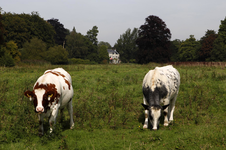 806365 Afbeelding van twee runderen in een weiland bij het huis Sandwijck (Utrechtseweg 305) te De Bilt.