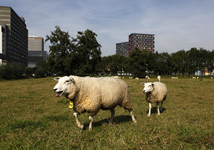 806382 Afbeelding van twee schapen in een weiland aan de Toulouselaan te Utrecht. Op de achtergrond het ...