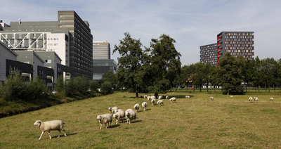 806383 Gezicht op een weiland met schapen aan de Toulouselaan te Utrecht, met links het studentencomplex aan de ...