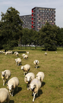 806384 Gezicht op een weiland met schapen aan de Toulouselaan te Utrecht, met op de achtergrond de studentenflats ( De ...