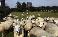 806385 Afbeelding van schapen in een weiland aan de Toulouselaan te Utrecht, met op de achtergrond één van de twee ...