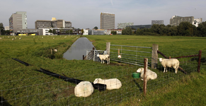 806424 Afbeelding van enkele schapen in een weiland aan de Toulouselaan te Utrecht, met op de achtergrond het ...