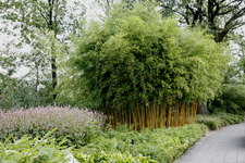 806550 Gezicht in de Botanische Tuinen van de Universiteit Utrecht in het Fort Hoofddijk (Budapestlaan 17) te Utrecht.