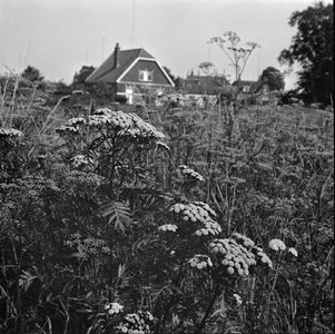 875 Gezicht op de huizen aan de Heukelenseweg op de Snippeling vanaf de Westfalenstraat, 01-01-1961 - 31-12-1970