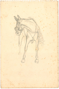 CMO11101-028 Paard