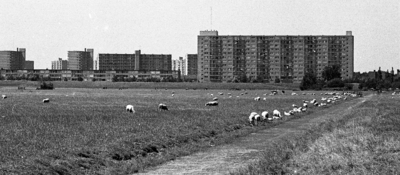 RJ000000915 De oprukkende flats van Purmerend - Overwhere bedreigen de groene polders - 1. (NNC 07-07-1976. Zicht ...