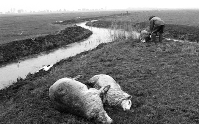 RJ000001090 Edam, Foto 5/5: Twee doodgebeten schapen op een weiland aan ‘t Gouwtje. Honden hadden deze doodgebeten, ...