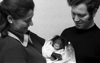 RJ000000155 Artis dierenoppasser Simon Meijer en zijn echtgenote tonen de baby chimpansee Bas die zij de eerste weken ...