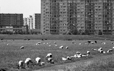 RJ000000916 De oprukkende flats van Purmerend - Overwhere bedreigen de groene polders - 2. (NNC 07-07-1976