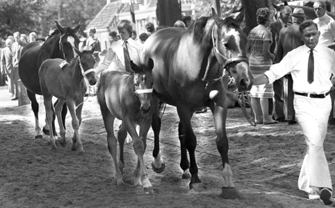 RJ000001006 Paardenkeuring op de veemarkt in Middenbeemster.(NNC 30 juli 1976)