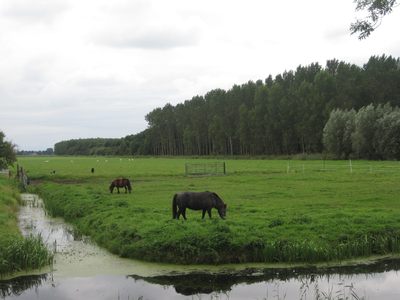 WAT120003437 Land gelegen naast Westerweg 18, met zicht op het Purmerbos.