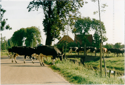 CPH_map1_044 Land en koeien behorende bij de stolpboerderij van de familie P. Oortwijn aan de Westerweg nummer 19. ...