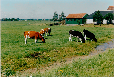 CPH_map2_017 Weiland met stierkalveren behoren bij de stolpboerderij ,, Wel te Vreden'' van de familie A. Hoogendoorn ...