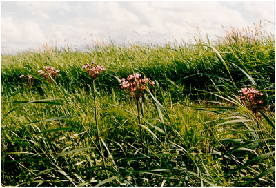 CPH_map2_053 Sloot met een aantal Zwanenbloemen (Butomus Umbellatus)