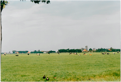 CPH_map2_089 De Purmer, weiland met koeien. Foto genomen vanaf de Groeneweg.(achtergrondinformatie: Piet Hetjes)