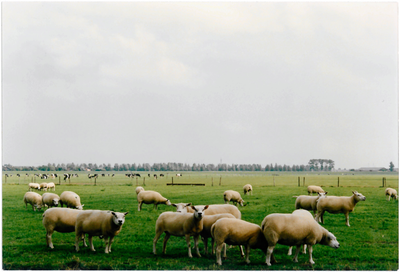CPH_map3_057 Foto genomen vanaf de Klugt Edammerweg, weiland met schapen.(achtergrondinformatie: Piet Hetjes)
