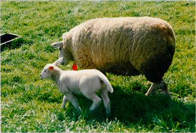 CPH_map2_005 Weiland met schapen van de heer Lou Knijn, voormalig bakker in Ilpendam, Hofweg nummer 3. ...