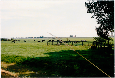 CPH_map2_042 Weiland met koeien in de Purmer.(achtergrondinformatie: Piet Hetjes)