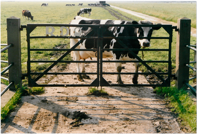 CPH_map2_126 Weiland met koeien. Hek met de letters; R.D.O.(achtergrondinformatie: Piet Hetjes)