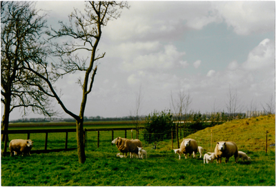 CPH_map2_201 Weiland met schapen in De Purmer, nabij kinderboerderij De Ridder.(achtergrondinformatie: Piet Hetjes)