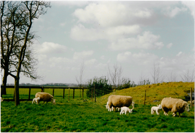 CPH_map2_202 Weiland met schapen in De Purmer, nabij kinderboerderij De Ridder.(achtergrondinformatie: Piet Hetjes)