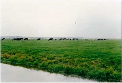 CPH_map3_044 Weiland met koeien langs de Edammerweg in de Purmer.Achtergrondinformatie: Piet Hetjes)