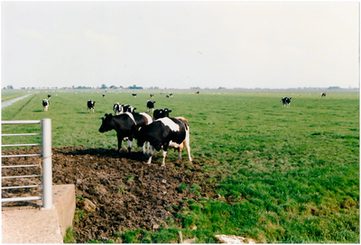 CPH_map3_128 Weiland met koeien in de Purmer.(achtergrondinformatie: Piet Hetjes)
