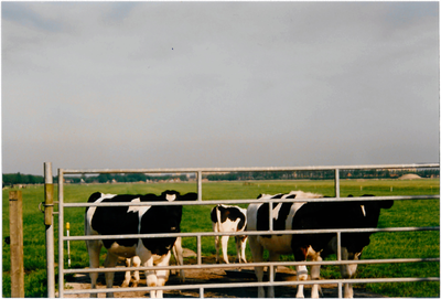 CPH_map3_138 Weiland met koeien tegenover de boerderij van de familie G.Schellinger aan de Oosterweg nummer M38. ...
