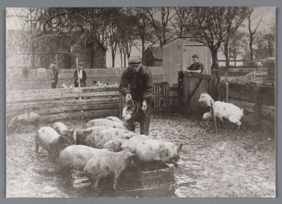 WAT002000546 Jan Wezel (1880) met zijn vrouw Krijntje Beets (1874) op hun boerderij, Jan voerde de varkens.Achtergrond ...