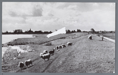 WAT002003111 IJsselmeerdijk bij Warder met grazende schapen.