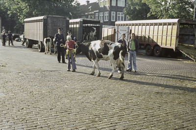 VHP003000049_0017 Toen het veetransport per auto begon werd het Looiersplein op de dinsdag het domein van de ...