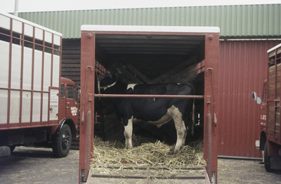 VHP003000071_0008 Transport van vee voor de dinsdagmarkt