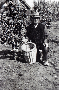 OVI-00001872 Wim Buis, beheerder proeftuin 'de Nes' met de eerste oogst appels peren of pruimen