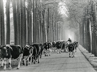 OVI-00001975 koeien worden naar de stal gedreven over de Westerweg