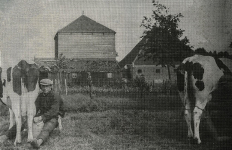 OVI-00002133 koeien melken in het land door Piet Reijne sr.