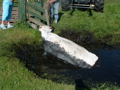 HGOM00000603 18-5-2004 15:04:10 (serie)foto gemaakt door Ron Batenburg. Een onfortuinlijke koe (een Belgische Blauwe, ...