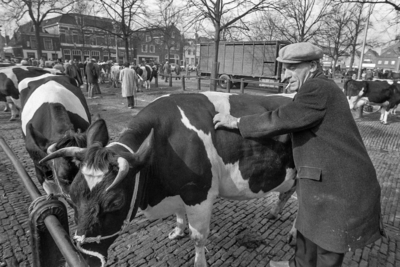 HvW-02274 Arie Tol hier op de Veemarkt, na een halve eeuw tussen het vee met pensioen. Werken op de boerderij: ...