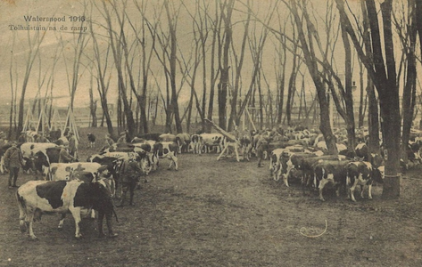 UPL000000034 Watersnood 1916. Vee verzameld in de Tolhuistuin