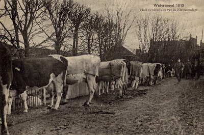 UPL000000076 Watersnood 1916. Half verdronken vee in Nieuwendam.