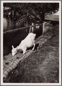 WAT001000752 Hoog water in Beets.Midden voor zien we nog een witte melkgeit.